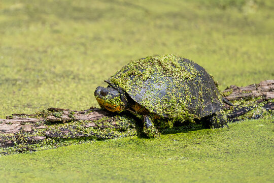 Turtle sunning on an algae-covered log in natural light.