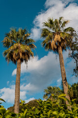 Fototapeta premium Palms
