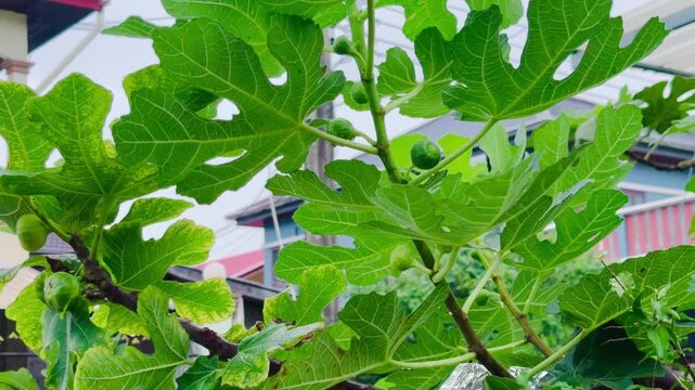 Beautiful young green fig growing on a branch during a rainy day, showcasing fresh fruit development, natural moisture, healthy growth, 