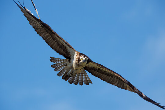 Osprey