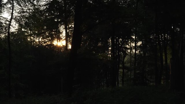 Waldweg mit warmem Sonnenlicht zwischen hohen Baumst&auml;mmen
