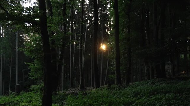 Waldweg mit warmem Sonnenlicht zwischen hohen Baumst&auml;mmen