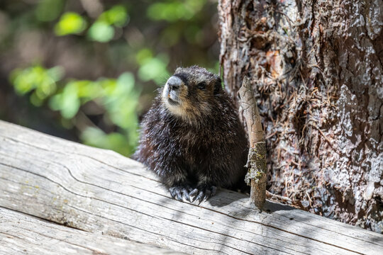 Marmot curled beside a tree.