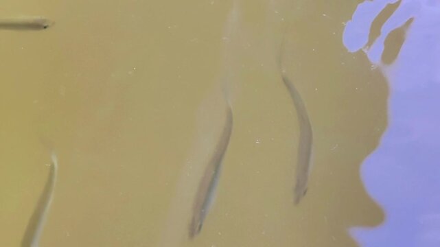 Small fish in river water top view
