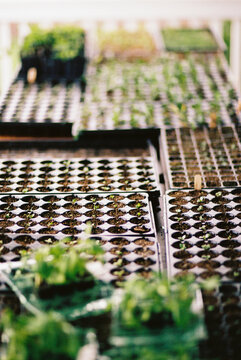 Spring Seedlings in the greenhouse nobody film 