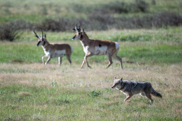 Coyote moving near pronghorn antelope. © DrN8