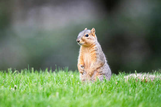 Ground squirrel standing in fresh grass.