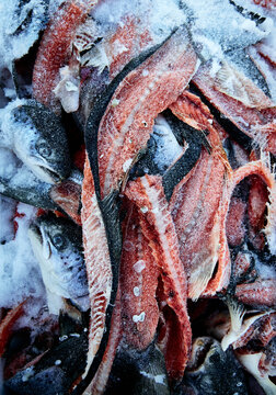 a detail macro shot of frozen salmon fish scraps