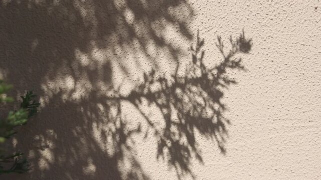 Beautiful shadow of thuja or cypress branch on textured beige wall. Sunlight casting dark outline of juniper coniferous branch on stucco wall background. Intricate Juniper branch shadow on wall.
