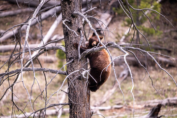 black Bear cub climbing a tree. © DrN8