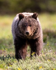 Fototapeta premium Grizzly bear approaching in wildflowers.