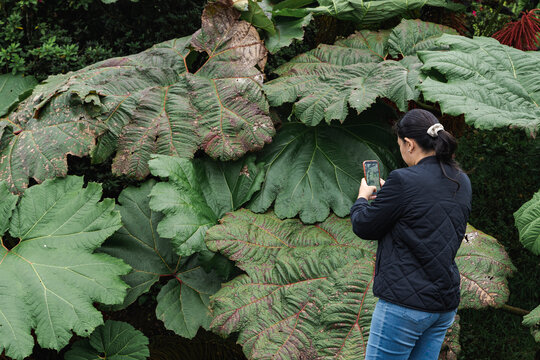 Woman capturing giant leaves outdoor using smartphone