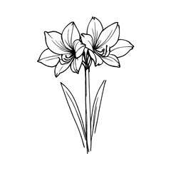 Obraz premium PNG Elegant floral line art illustration.