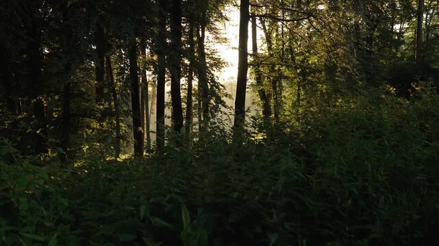 Waldweg mit warmem Sonnenlicht zwischen hohen Baumst&auml;mmen