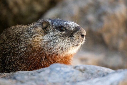 Yellow-bellied marmot portrait on rock.