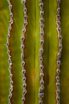 Abstract cactus ribs with repeating natural pattern