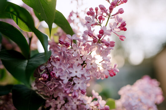 Flower Background