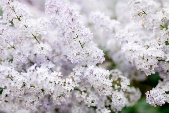 Lilac Background