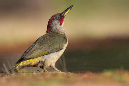 Male Iberian Green Woodpecker Close Up Portrait  