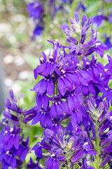 Obraz premium Beautiful Hybrid Lobelia (Lobelia × speciosa) flowers.