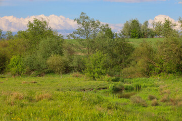 Fototapeta premium ​A picturesque spring landscape features a lush green meadow and a small body of water in the foreground.