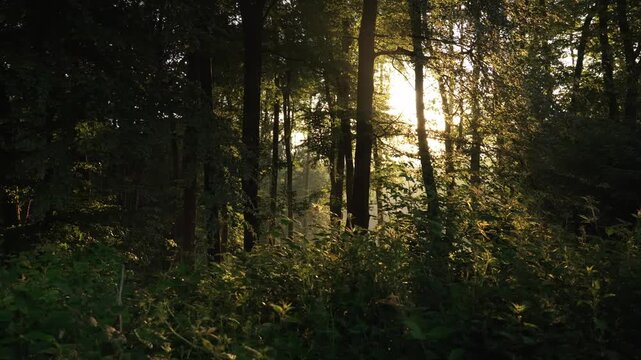 Waldweg mit warmem Sonnenlicht zwischen hohen Baumst&auml;mmen