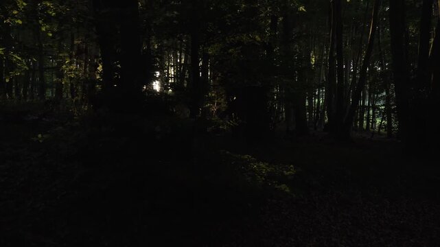 Dunkler Wald mit Sonnenlicht zwischen Baumst&auml;mmen