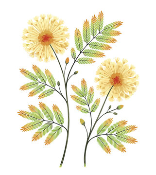Delicate hand drawn mimosa flower branch with yellow pompon blossoms and feathery green leaves isolated botanical vector illustration
