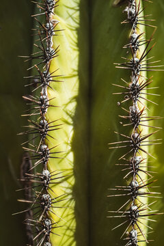 Close-up cactus spines with natural texture