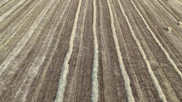 Drone Slow Tilt Up Reveal of Harvested Wheat Field and Straw Windrows Farming Cinematic Industrial 