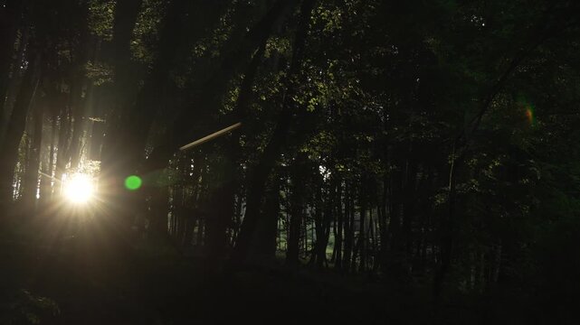 Dunkler Wald mit Sonnenlicht zwischen Baumst&auml;mmen