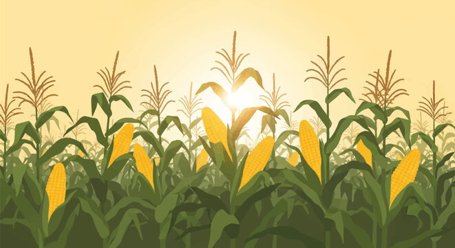 Stylized vector illustration of a corn field with ripe yellow maize cobs on green stalks during sunrise or sunset with sunbeams peaking through the plants in an agricultural landscape.