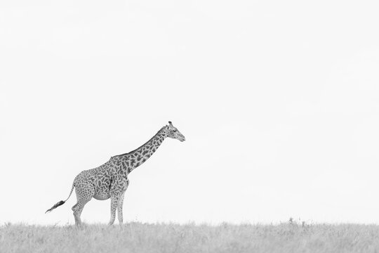 Giraffe, Masai Mara National Reserve, Kenya  