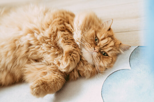 Lazy red cat lying on the floor. 