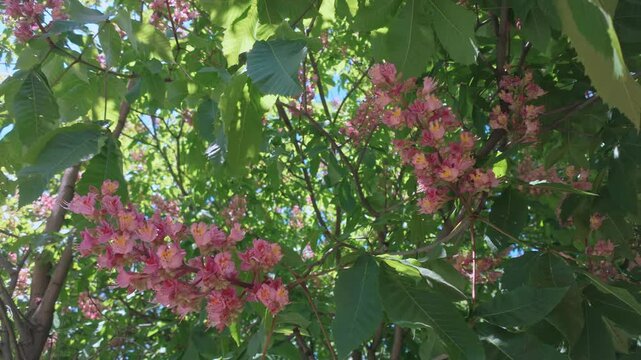Medium shot of beautiful, vibrant pink-red horse-chestnut Aesculus carnea flower panicles blooming on branches surrounded by lush green palmate leaves against blue sky on a bright spring day
