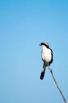 Gray-Backed Fiscal Against Blue Sky Background, Vertical Portrait  