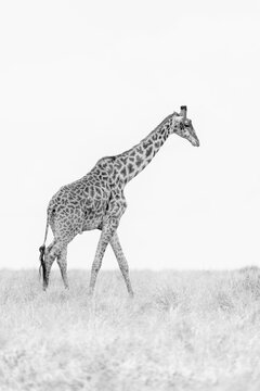 Giraffe Walking In The Savannah, Masai Mara, Kenya  