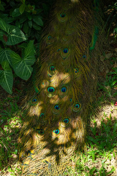 Peacock feather in jungle foliage 