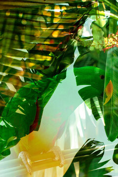 Colorful abstract collage of a playful eclectus parrot 