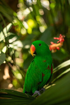 Eclectus parrot in natural habitat