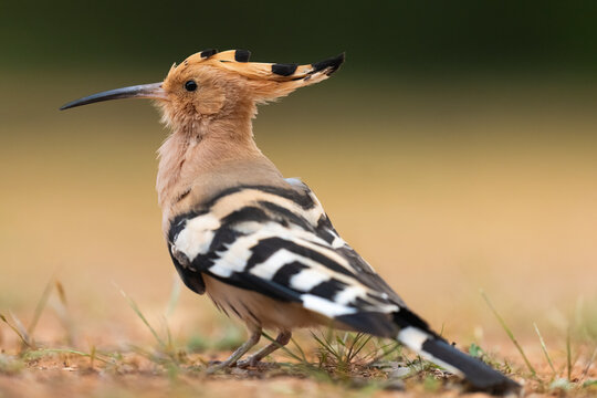 Side View Of An Eurasian Hoopoe  