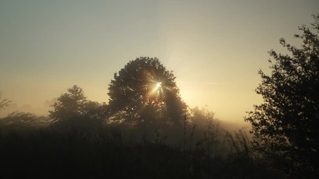 Sonnenaufgang hinter Baum in nebliger Landschaft