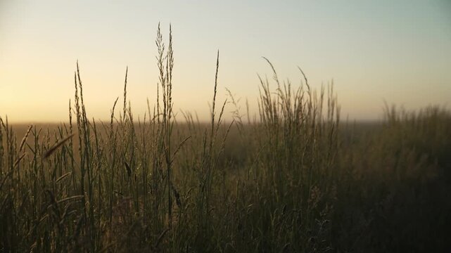 Hohe Gr&auml;ser im warmen Morgenlicht am Feldrand