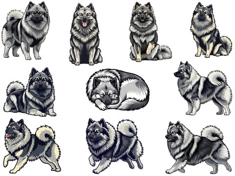 Keeshond Dog 10 profile poses bundle pack vector illustration