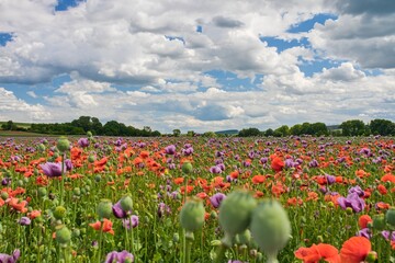 Obraz premium Scenic meadow of blooming red and purple opium poppies under a beautiful cloudy sky, summer countryside landscape