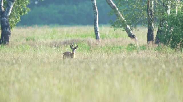 Rehbock steht in hoher Wiese am Waldrand