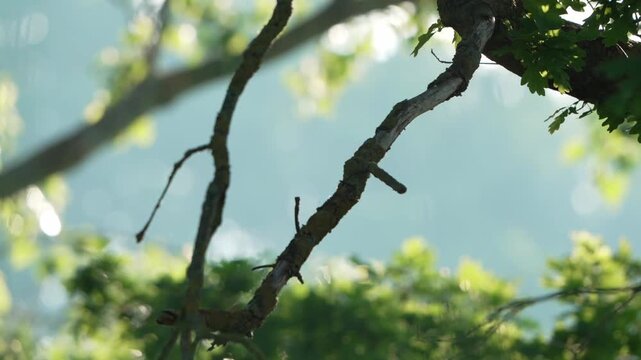 Neunt&ouml;ter sitzt auf Ast im Baum bei nat&uuml;rlichem Licht
