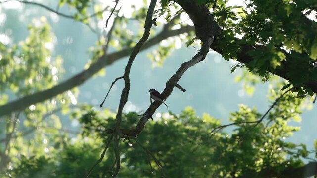 Neunt&ouml;ter sitzt auf Ast im Baum bei nat&uuml;rlichem Licht