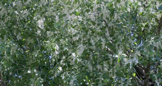 Poplar fluff is blown into the air by strong winds, poplar trees bloom in urban areas, and poplar fluff causes allergies in people.