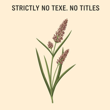 Botanical illustration of Sporobolus virginicus, commonly known as seashore dropseed or salt couch grass, featuring green slender leaves and brownish-pink seed heads on a plain background.